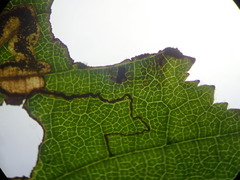 Stigmella floslactella