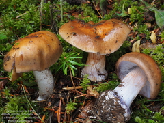 Phlegmacium camptoros