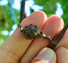 Andricus quercuspetiolicola