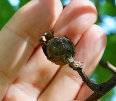 Andricus quercuspetiolicola