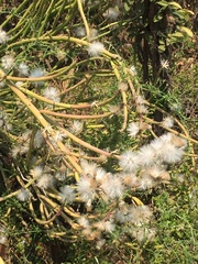 Gomphocarpus fruticosus