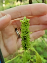 Agastache nepetoides