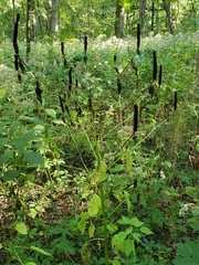 Agastache nepetoides
