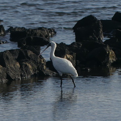 Platalea minor