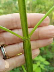 Agastache nepetoides