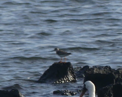 Xenus cinereus