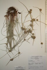 Cyperus lupulinus macilentus