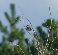 Parus minor