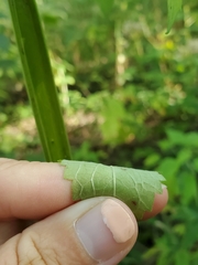 Agastache nepetoides