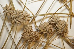 Cyperus lupulinus macilentus