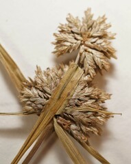 Cyperus lupulinus macilentus