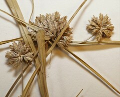 Cyperus lupulinus macilentus