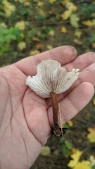 Lentinellus micheneri