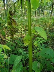 Agastache nepetoides
