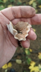 Lentinellus micheneri