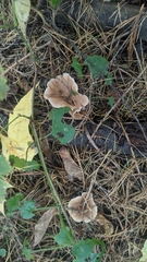 Lentinellus micheneri