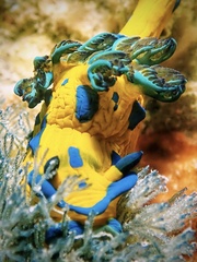 Tambja verconis