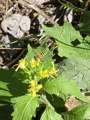 Eupeodes latifasciatus