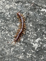 Scolopendra