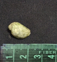 Galeropsis monodontus