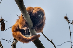 Alouatta guariba