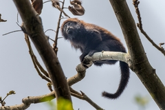Alouatta guariba