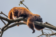 Alouatta guariba
