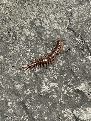 Scolopendra