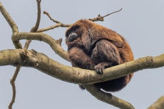 Alouatta guariba