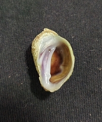 Galeropsis monodontus