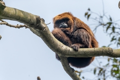 Alouatta guariba