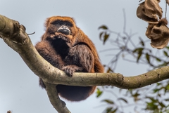 Alouatta guariba