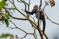 Alouatta guariba