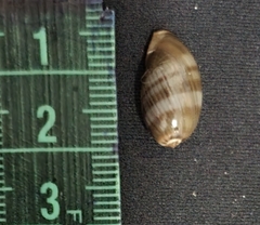 Pseudozonaria arabicula