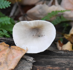 Pluteus