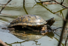 Trachemys dorbigni