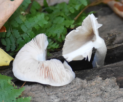 Pluteus