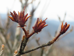 Rhododendron calendulaceum