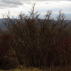 Rhododendron calendulaceum
