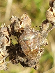 Peribalus strictus vernalis