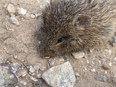 Sigmodon arizonae
