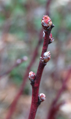 Vaccinium pallidum