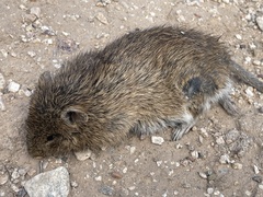 Sigmodon arizonae
