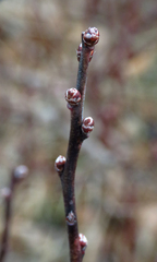 Vaccinium pallidum