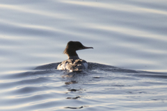 Mergus merganser merganser