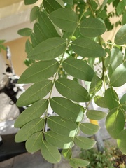 Styphnolobium japonicum