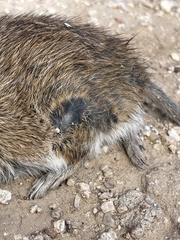 Sigmodon arizonae