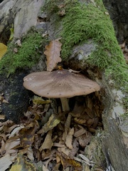 Pluteus