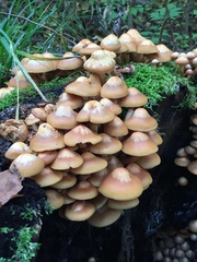 Basidiomycota