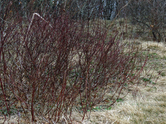 Vaccinium pallidum